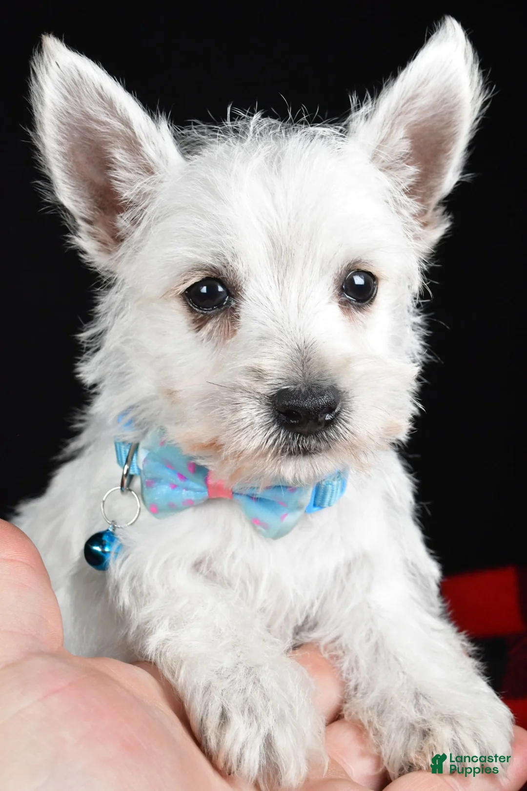 West Highland Terrier dogs for sale: Timmy - Ad 2