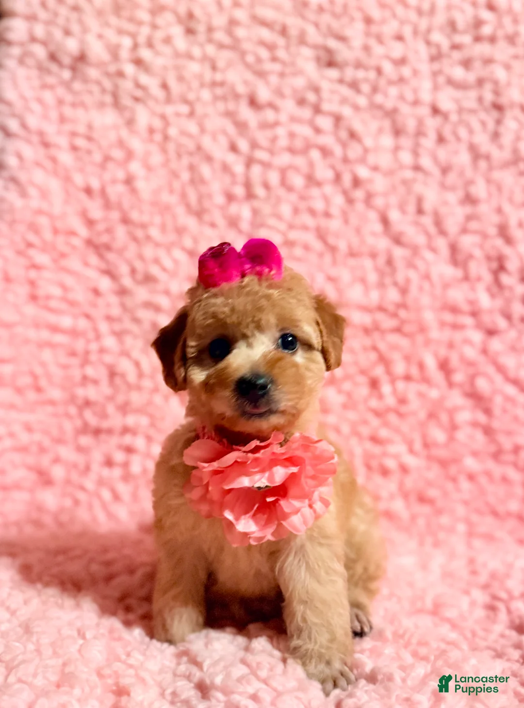 Toy Poodle dogs for sale: Tiffany Poodle toy - Ad 1