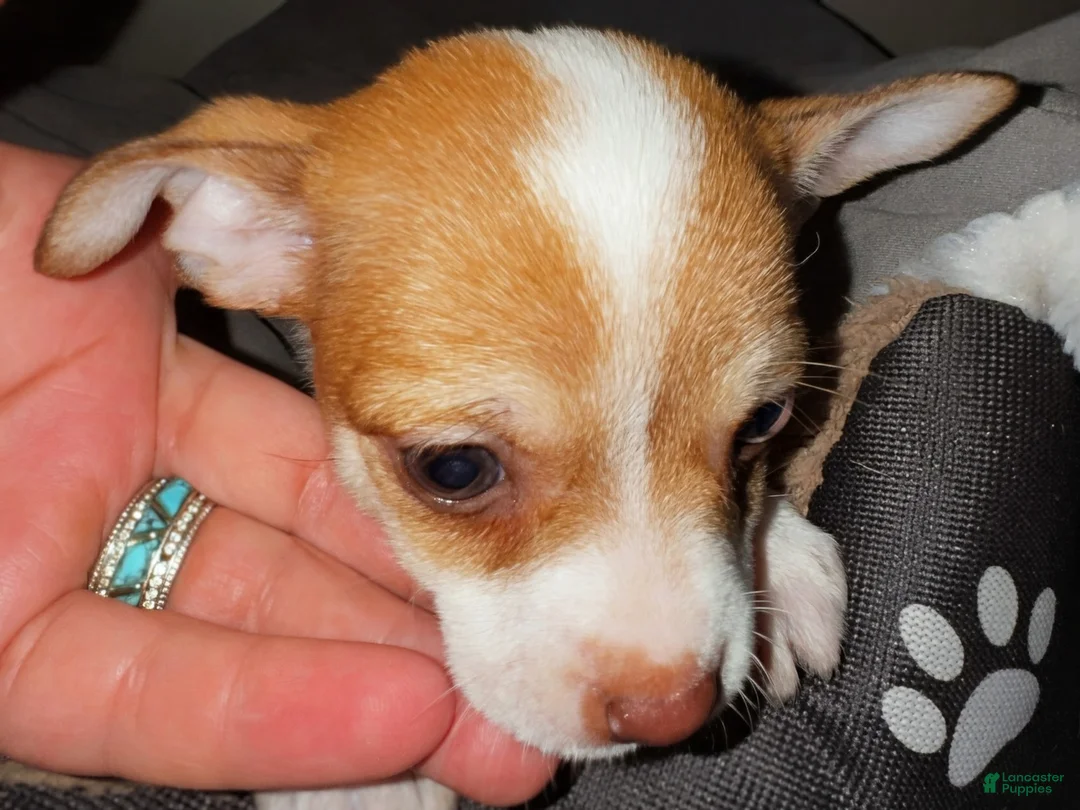 Chihuahua dogs for sale: Tinker bell  - Ad 2