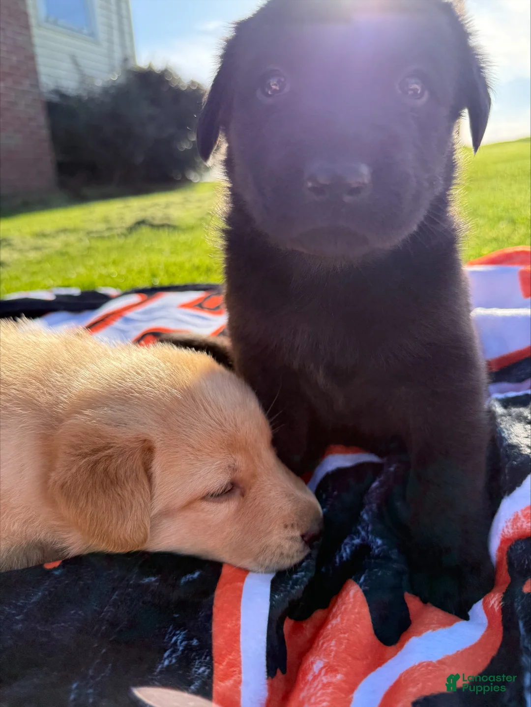 Sheprador dogs for sale: Ash - Ad 1