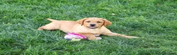 Labrador Retriever dogs for sale: Cassidy - Ad 3