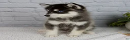 Pomsky dogs for sale: Silas - Ad 4