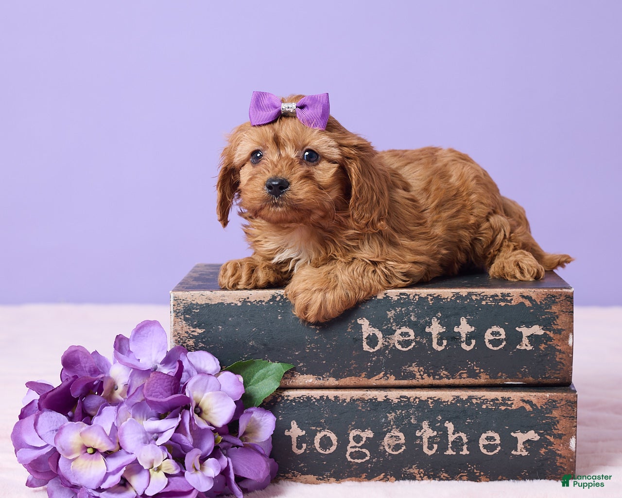 Cavapoo dogs Rose - Ad 35