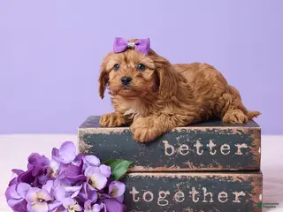 Cavapoo dogs Rose - Ad 35