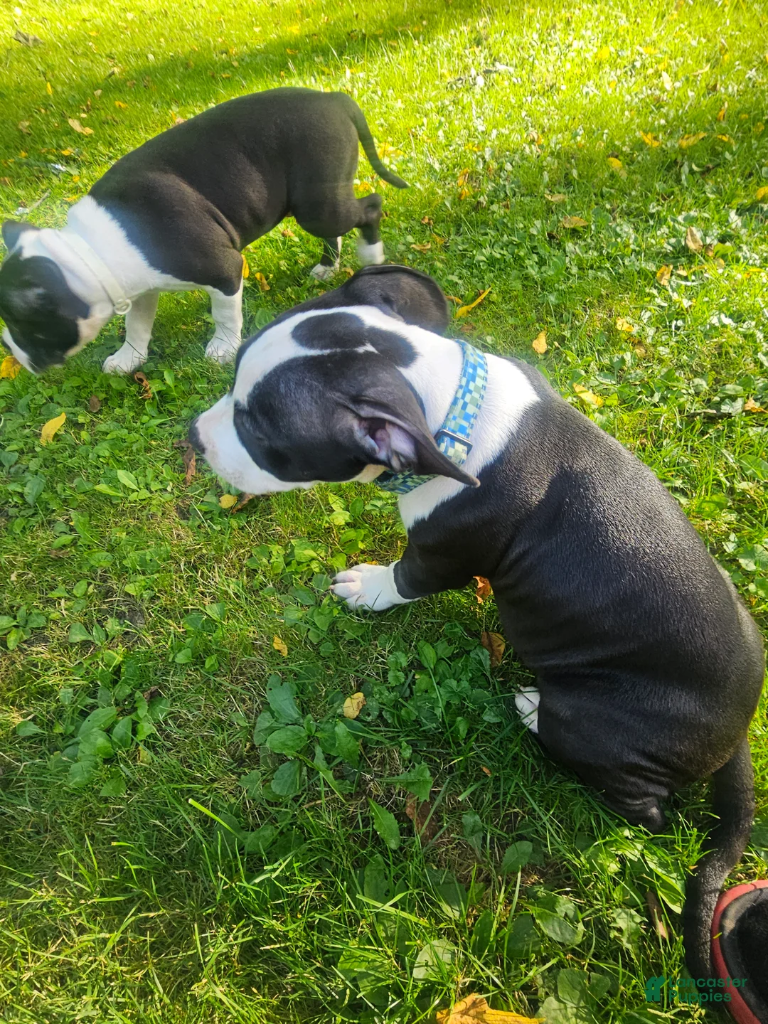 American Pit Bull Terrier dogs for sale: Bandit - Ad 2