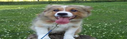 Mixed Breed dogs for sale: Toby - Ad 9