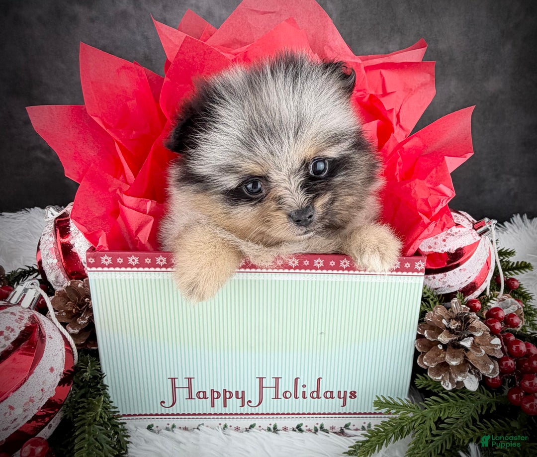 Pomeranian dogs for sale: Faith - Ad 1