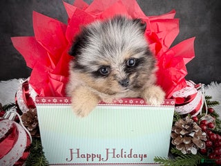 Pomeranian dogs Faith - Ad 31