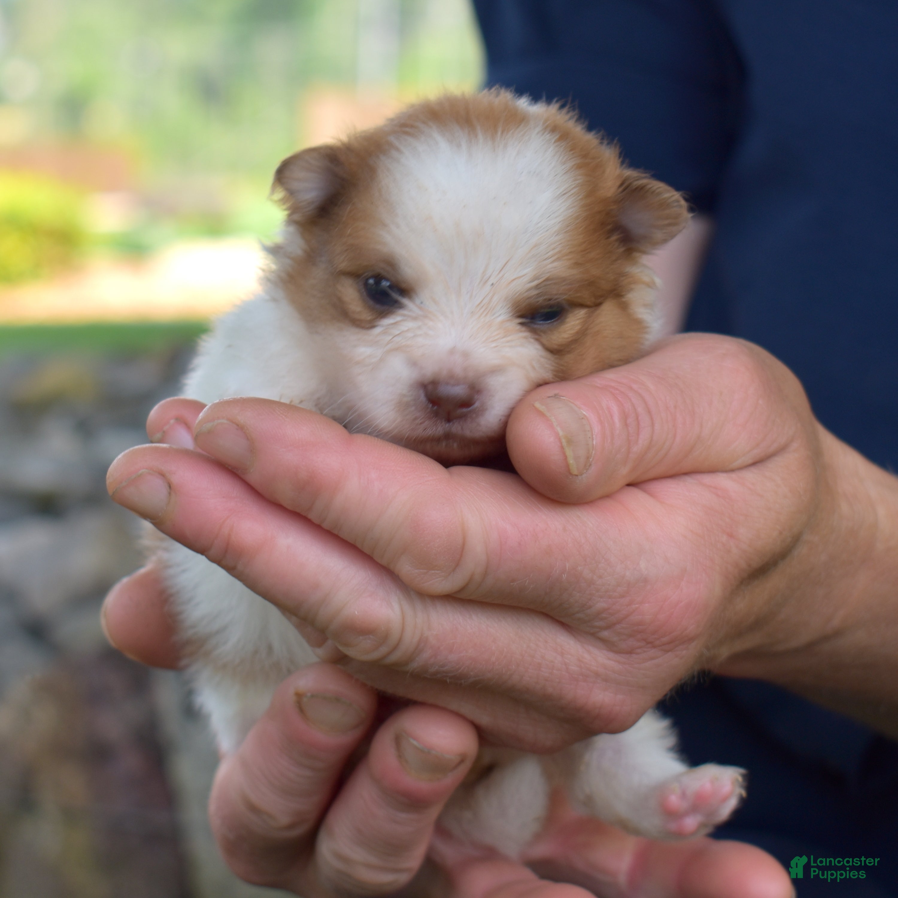 Pomeranian dogs Dill - Ad 2