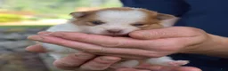 Pomeranian dogs for sale: Dill - Ad 2