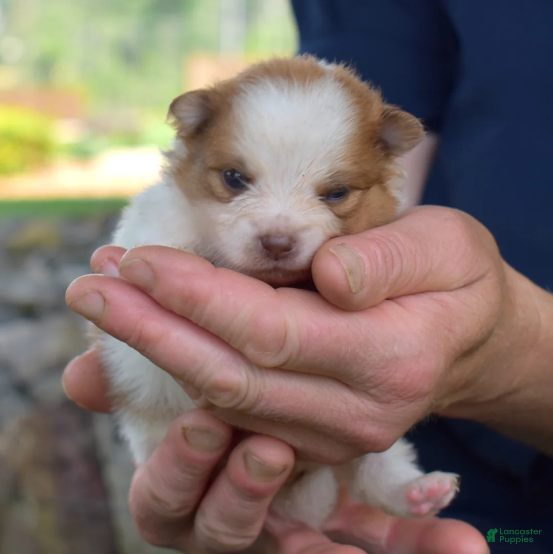 Pomeranian dogs for sale: Dill - Ad 2