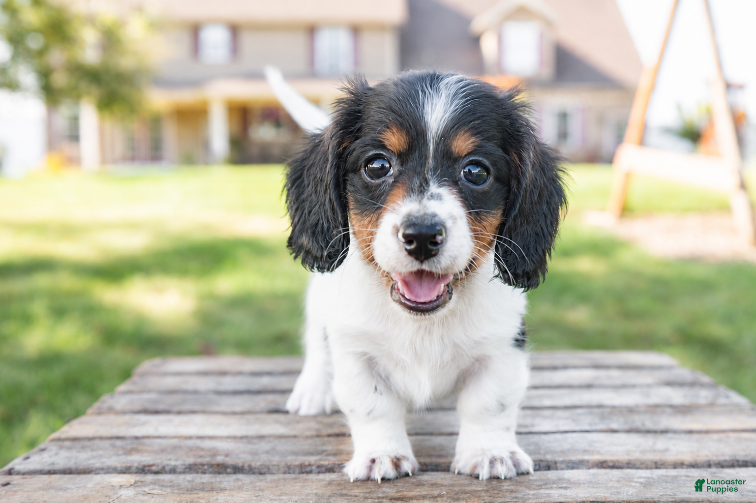 Miniature Dachshund dogs for sale: Button - Ad 3
