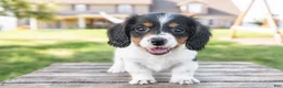 Miniature Dachshund dogs for sale: Button - Ad 1