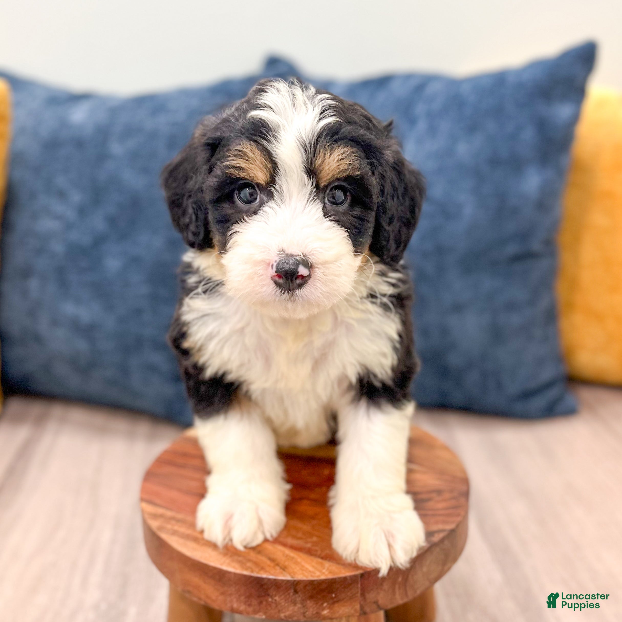 Mini Bernedoodle dogs Blaze - Ad 2