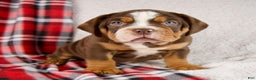 Mixed Breed dogs for sale: Fred - Ad 4