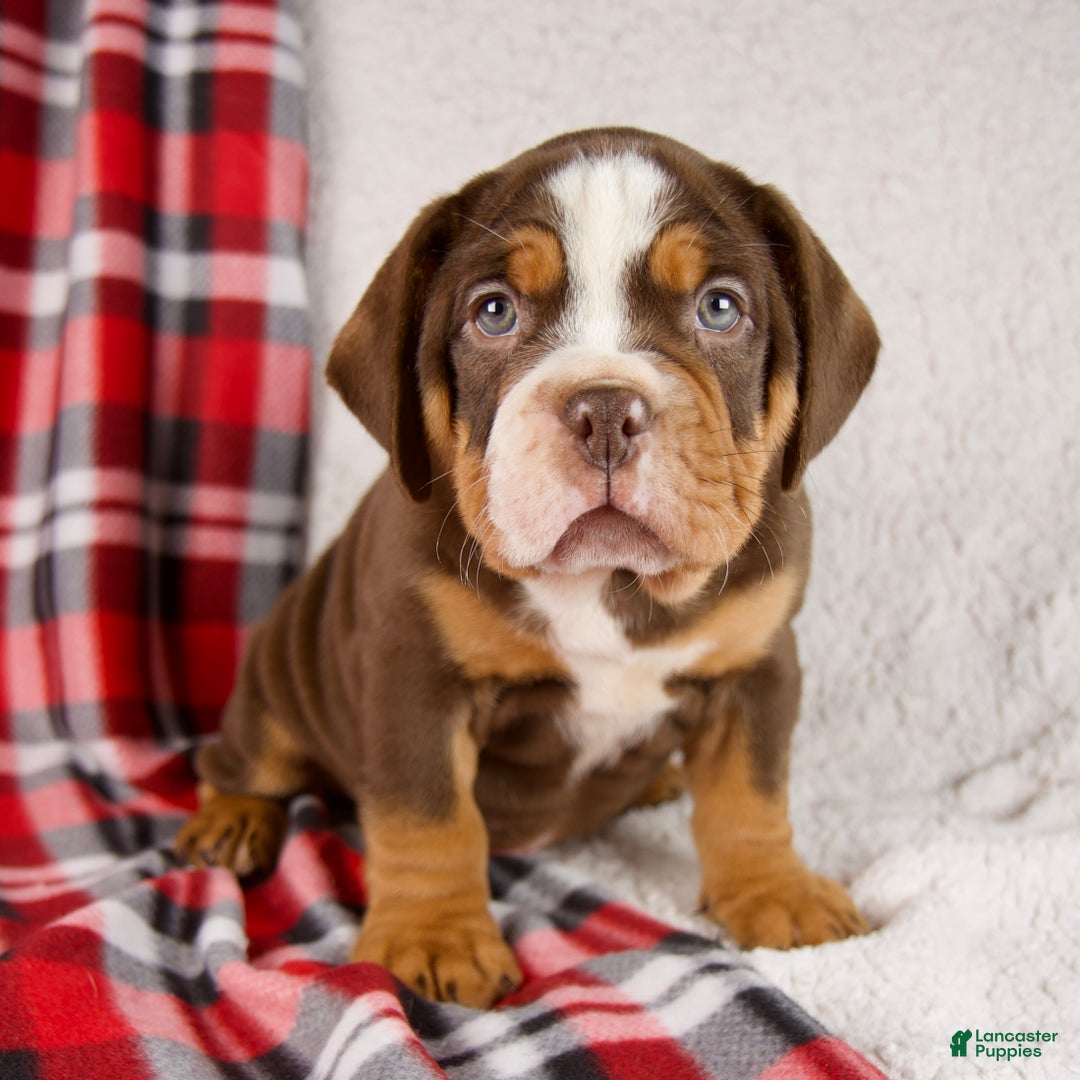 Mixed Breed dogs for sale: Fred - Ad 4