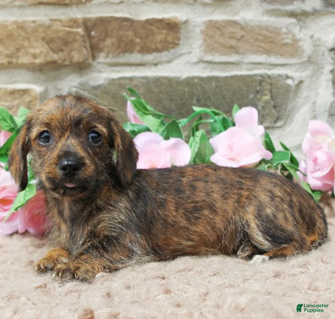 Miniature Dachshund dogs for sale: Phoenix - Ad 2