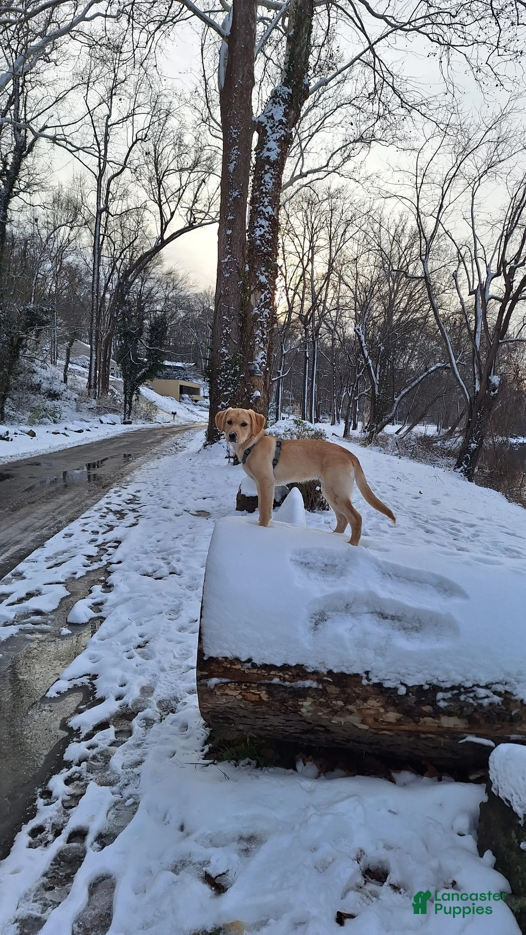 Goldador dogs for sale: Goldador Puppy 2 - Ad 4