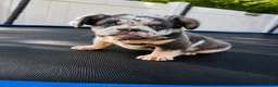 French Bulldog dogs for sale: El chapo  - Ad 4