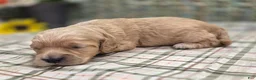 Cockapoo dogs for sale: Knotty - Ad 37