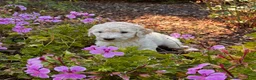 Goldendoodle dogs for sale: Opal - Ad 1