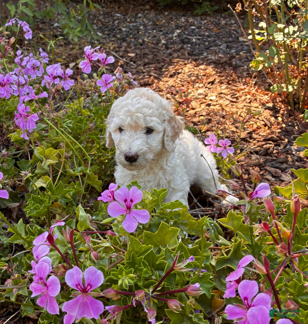 Goldendoodle dogs for sale: Opal - Ad 1