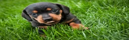 Miniature Dachshund dogs for sale: CeCe - Ad 10
