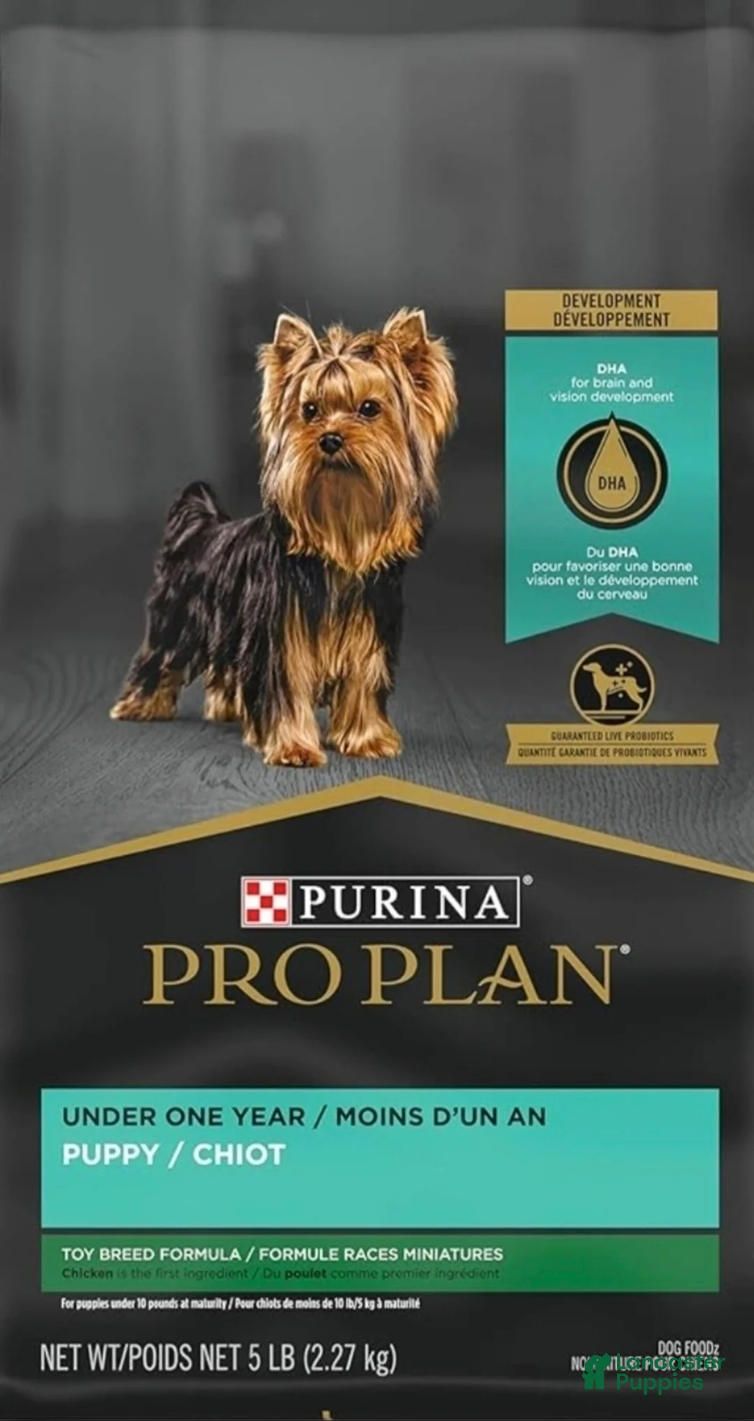 Miniature Poodle dogs for sale: Miniature Poodle Puppy 1 - Ad 6