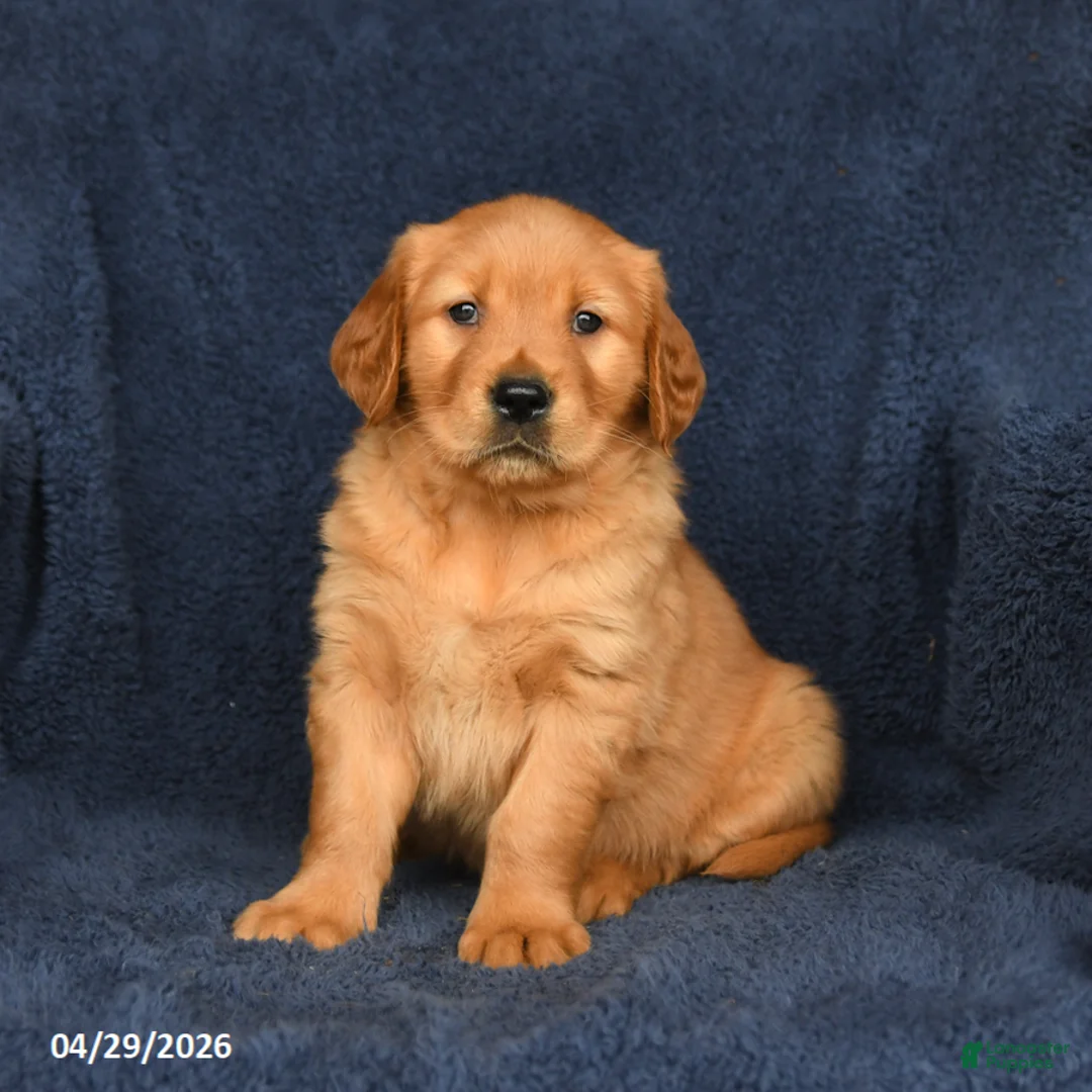 Golden Retriever dogs for sale: Billy - Ad 2