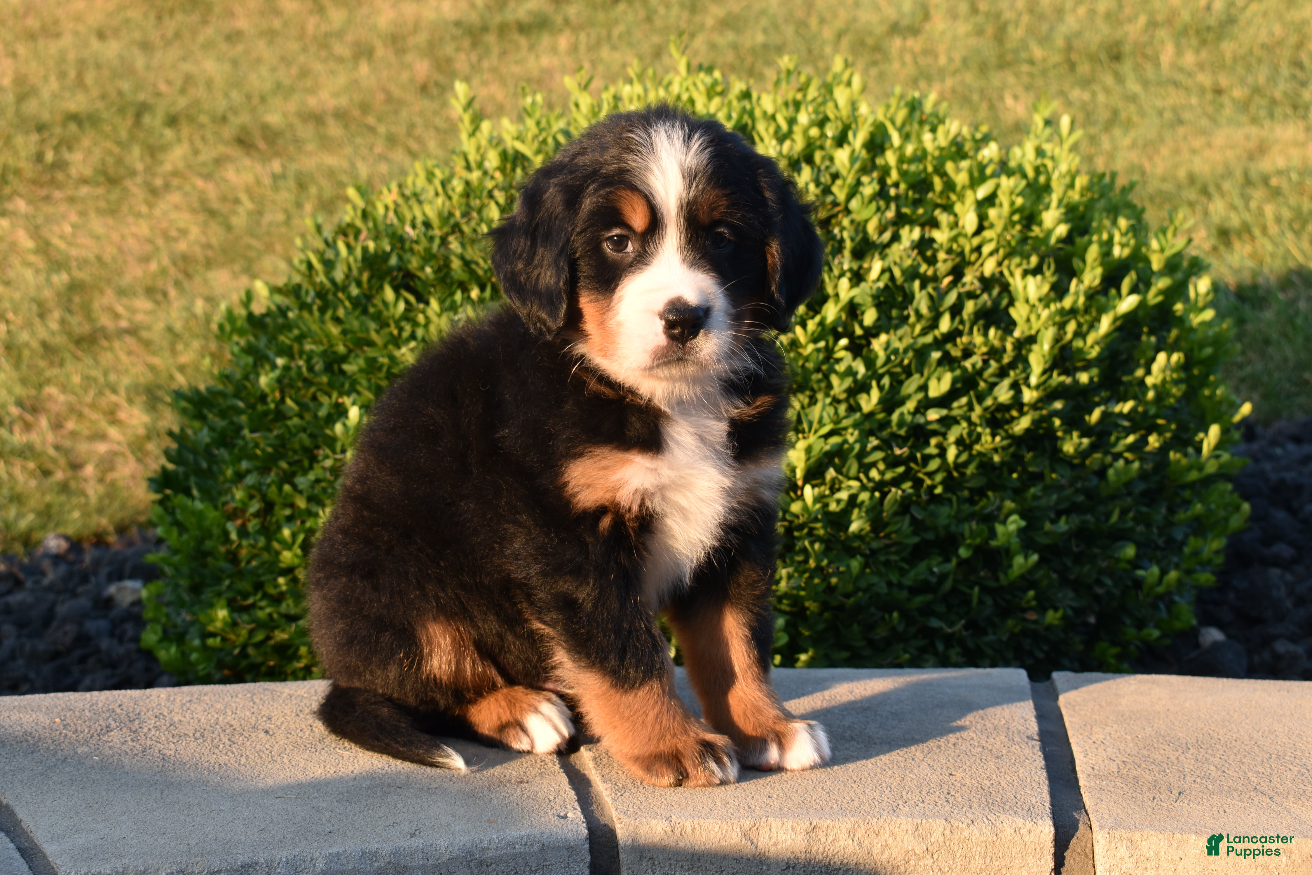 Bernese Mountain Dog dogs Teddy - Ad 2