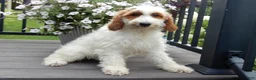 Mini Goldendoodle dogs for sale: Princess-MEDIUM - Ad 4