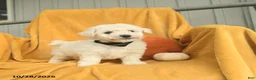Bichon Frise dogs for sale: Harold  - Ad 1
