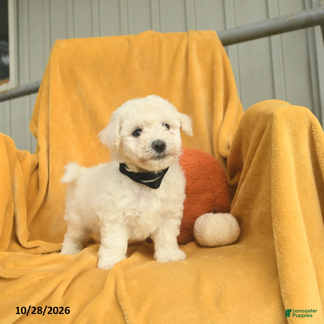Bichon Frise dogs for sale: Harold  - Ad 1