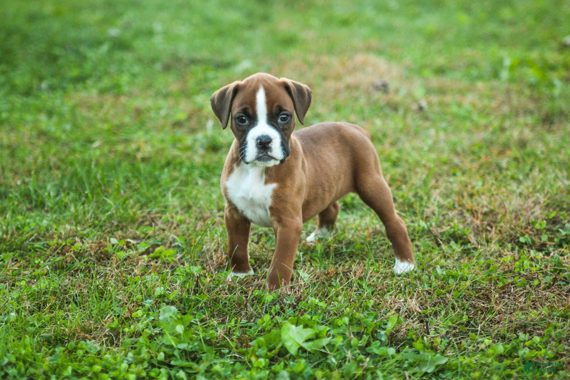 Boxer dogs Ruthie - Ad 1