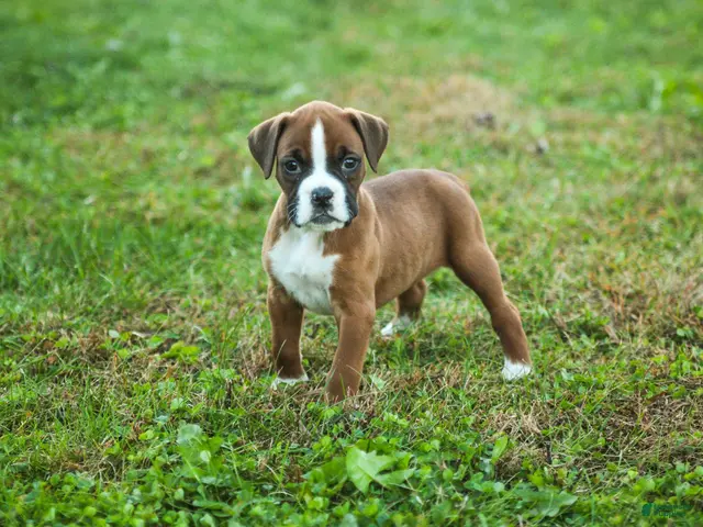 Boxer dogs Ruthie - Ad 1