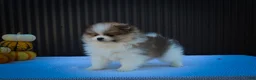 Pomeranian dogs for sale: Macey 🎀 - Ad 11
