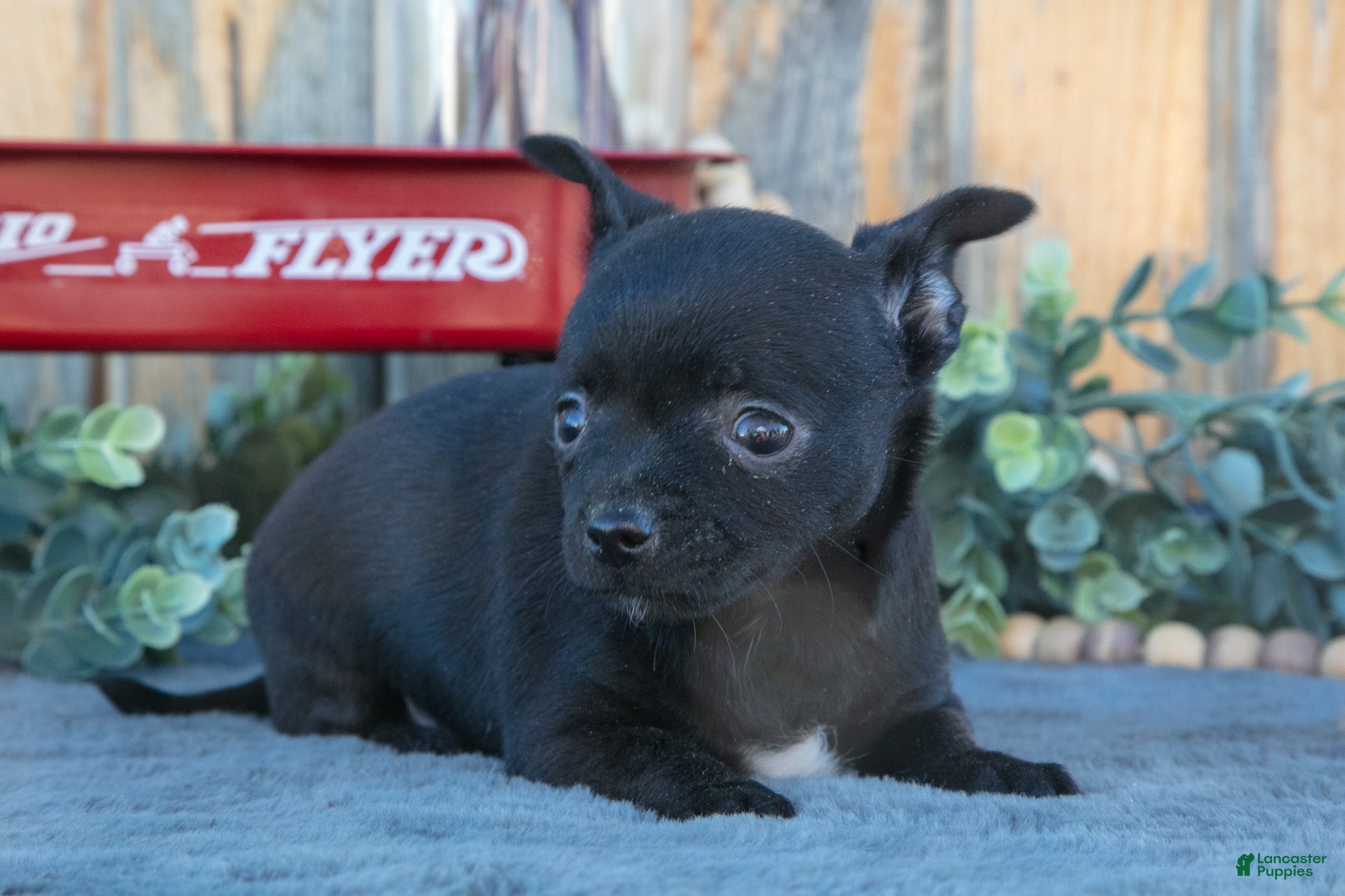 Chihuahua dogs for sale: Haley - Ad 2