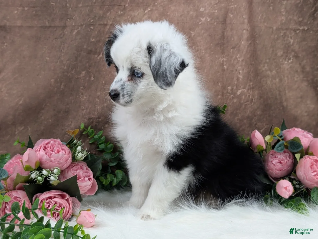Toy Australian Shepherd dogs for sale: Brandi - Ad 2