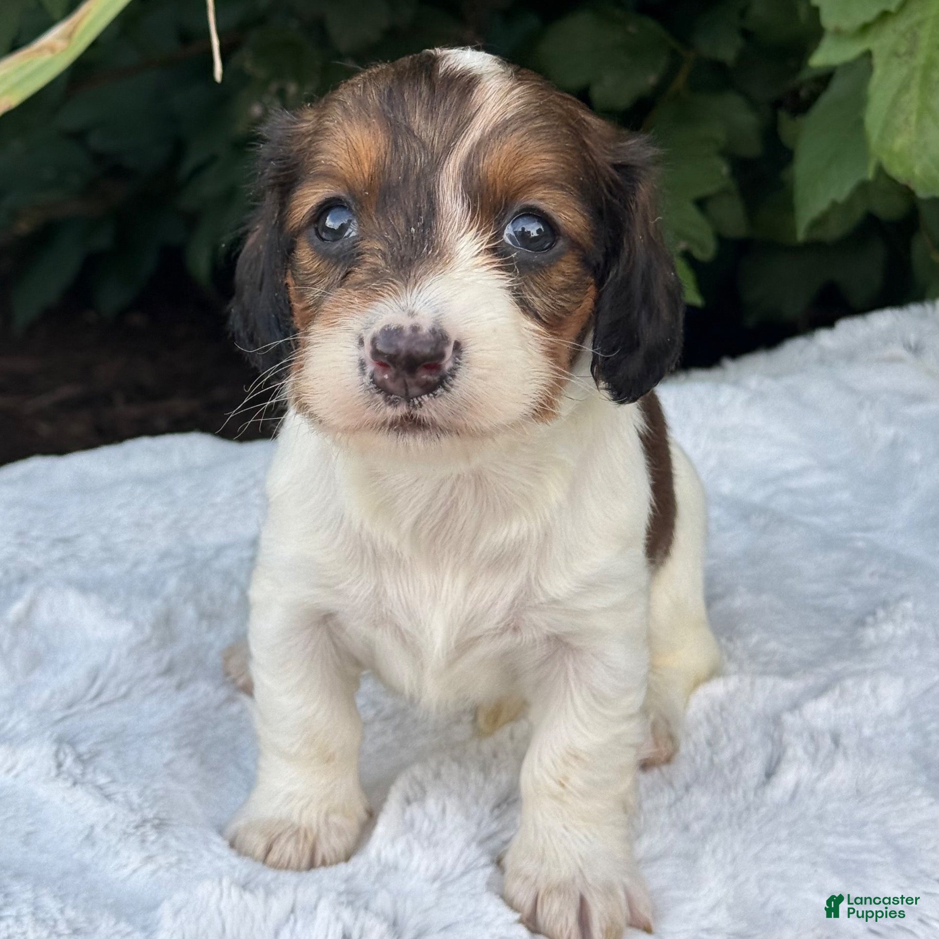 Miniature Dachshund dogs Nicki - Ad 2