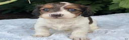 Miniature Dachshund dogs for sale: Nicki - Ad 2