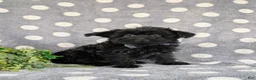 Yorkiepoo dogs for sale: Hugo 6 lbs Full Grown - Ad 4