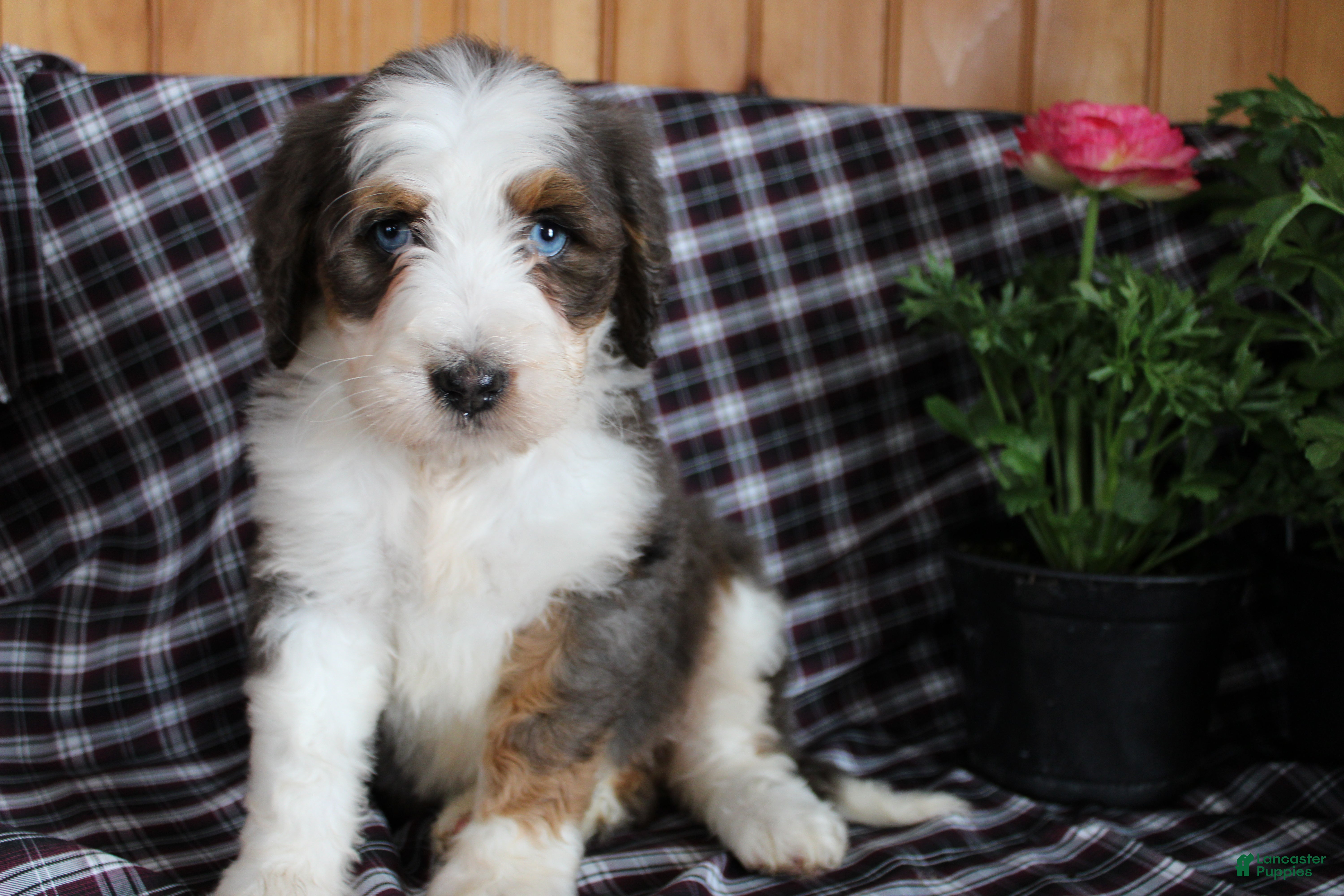 Bernedoodle dogs Cassie - Ad 26