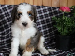 Bernedoodle dogs Cassie - Ad 26