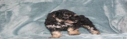 Miniature Poodle dogs for sale: Sherry - Ad 6