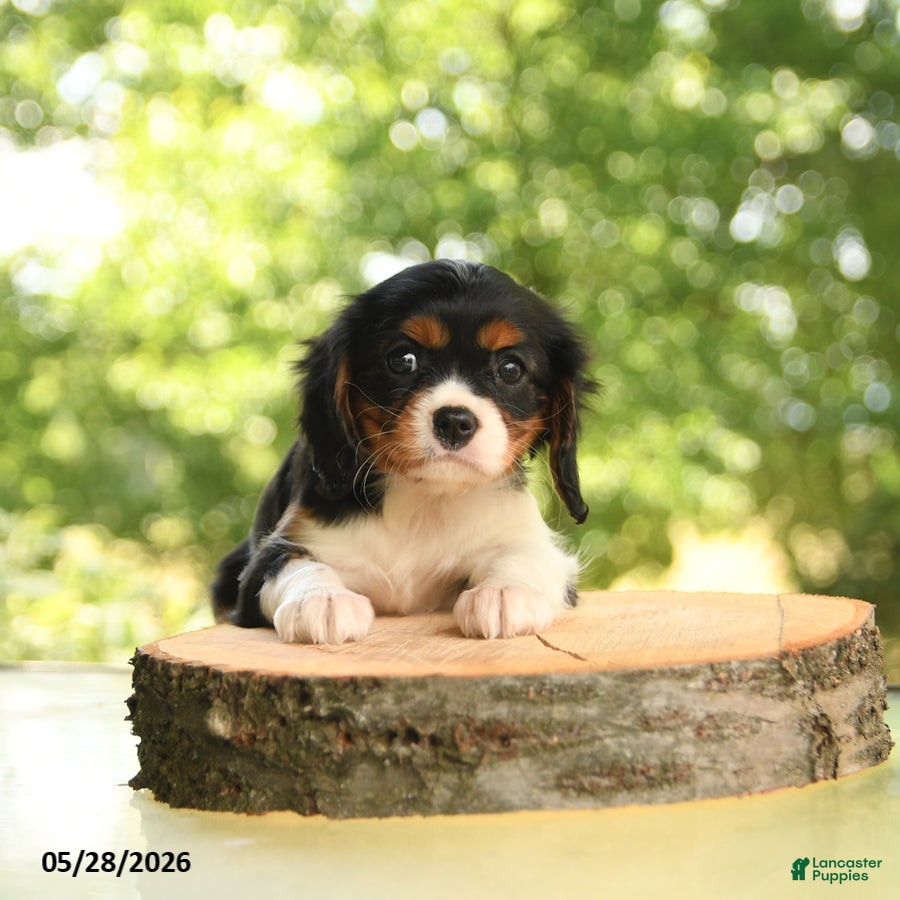 Cavalier King Charles Spaniel dogs Belle  - Ad 2