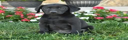 Labrador Retriever dogs for sale: Gigi - Ad 3