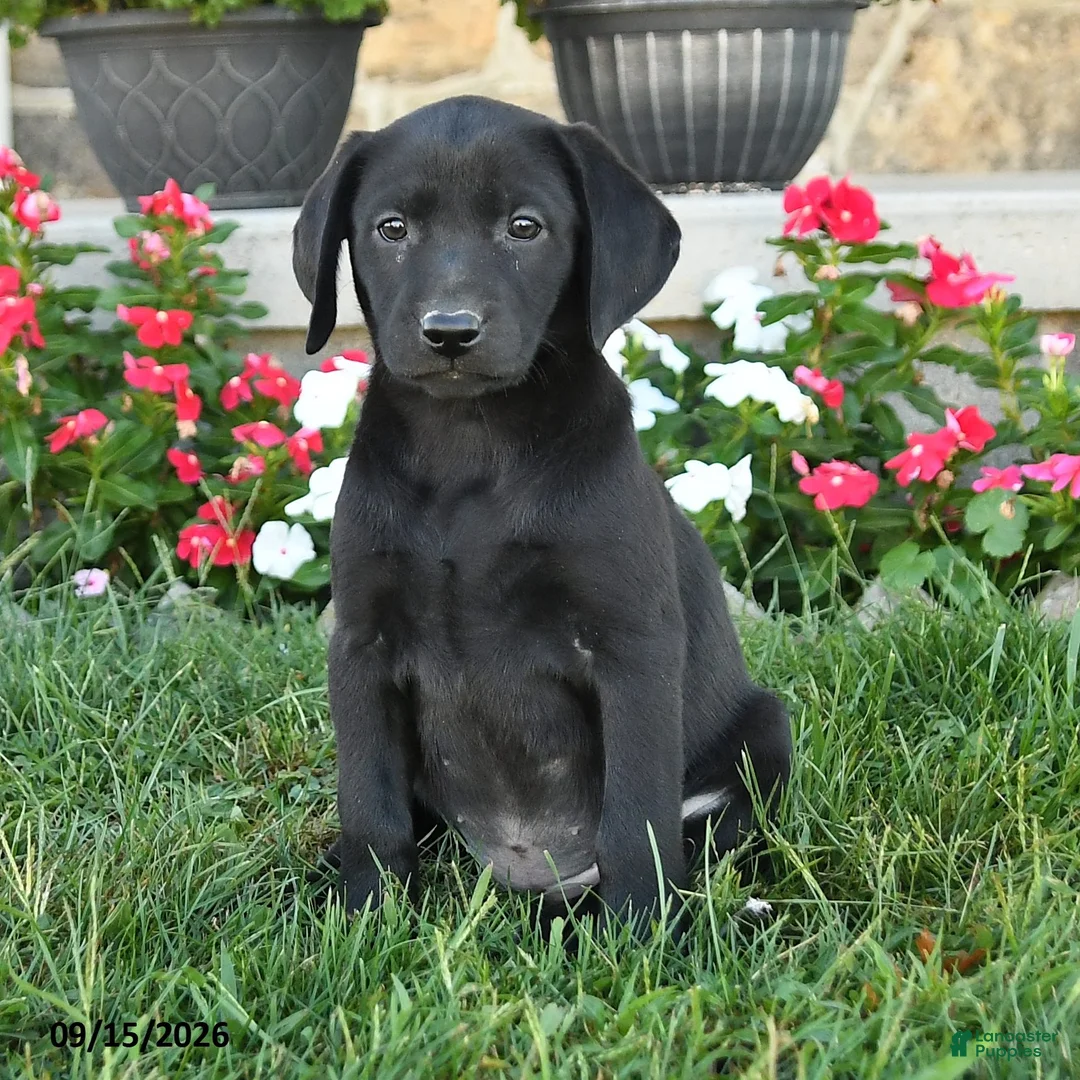 Labrador Retriever dogs for sale: Gigi - Ad 3