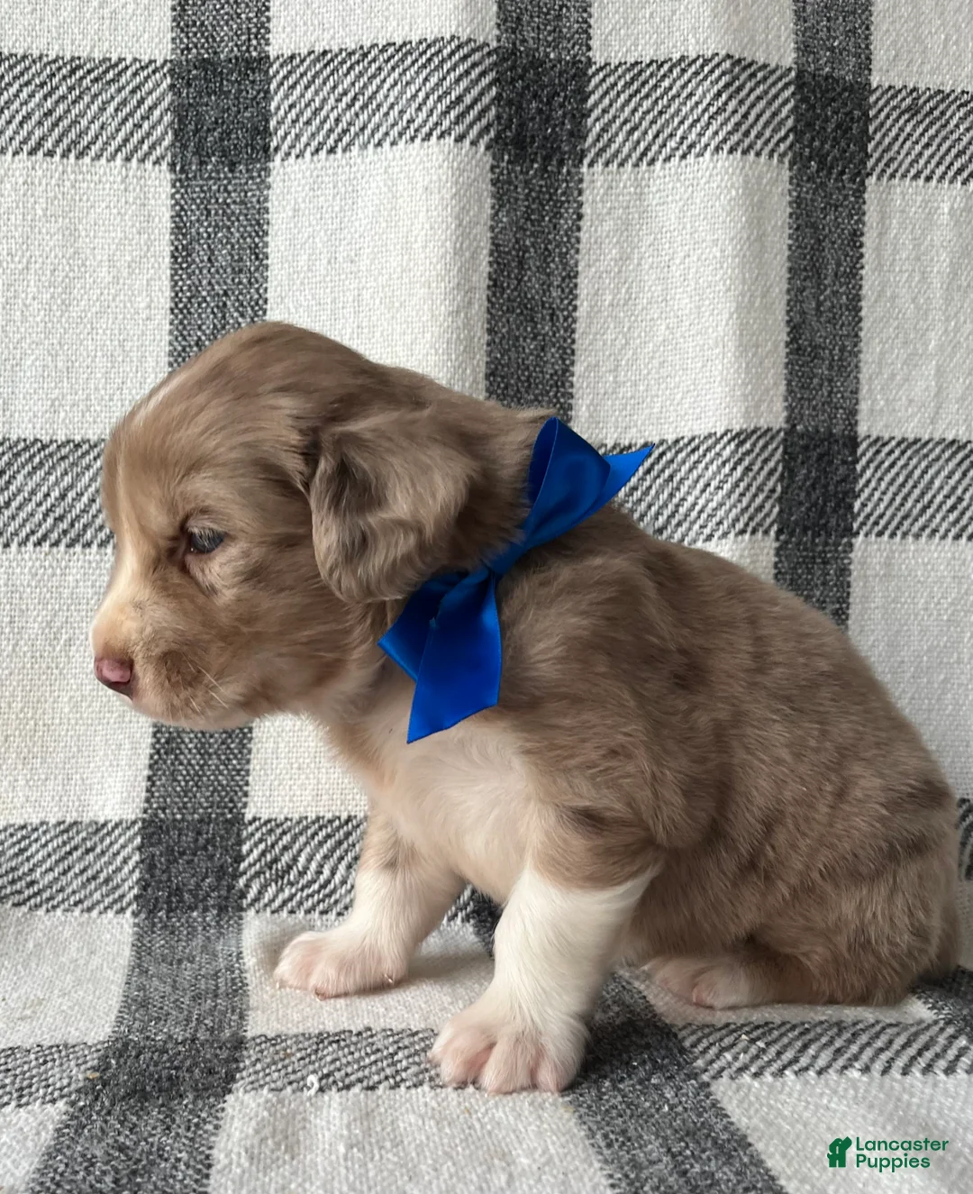 Mixed Breed dogs for sale: Buddy - Ad 2