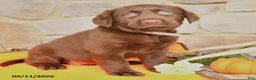 Labrador Retriever dogs for sale: Princess - Ad 4