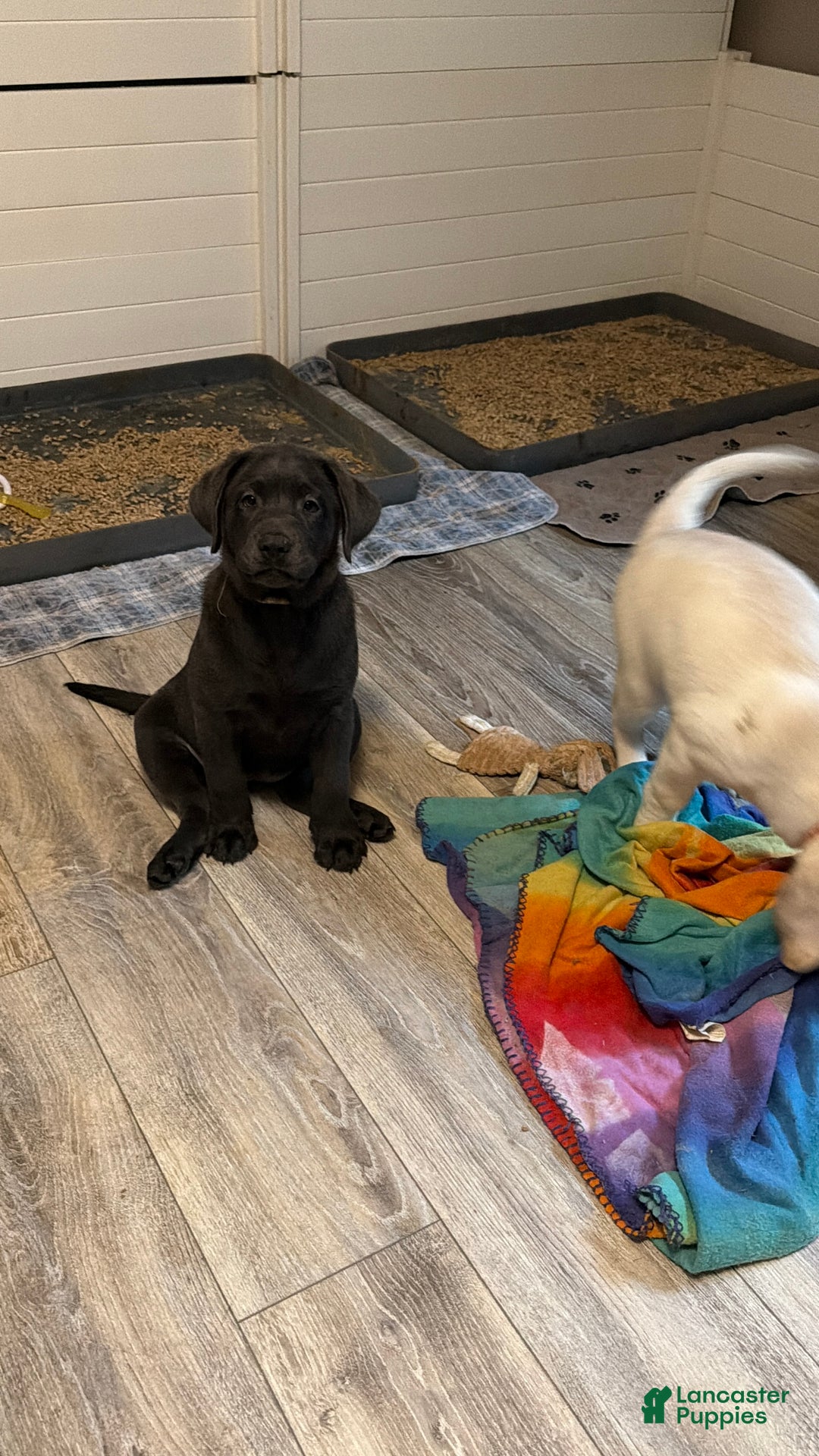 Labrador Retriever dogs for sale: Red - Ad 17